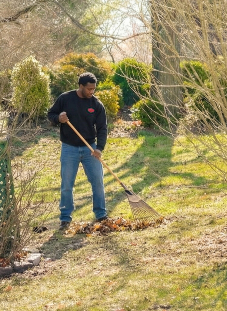 A man wearing a black sweatshirt and jeans rakes a pile of leaves in a sunny, grassy yard surrounded by trees and bushes.