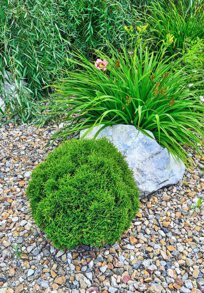 A round, neatly trimmed green shrub sits on a bed of small brown and tan rocks, with a large gray stone and tall green ornamental grass in the background. A pink flower blooms among the grass.