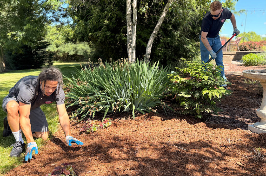 Two people are working in a garden; one is spreading mulch by hand while kneeling, and the other is standing with a rake. Green plants and trees surround them on a sunny day.