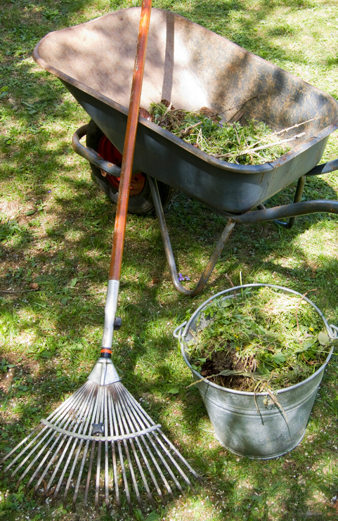 A metal rake rests on the ground next to a gray wheelbarrow and a metal bucket, both filled with garden debris, on a sunlit grassy lawn.
