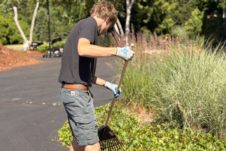 A person wearing gloves, a black shirt, and gray shorts is raking green ground cover in a landscaped area next to a paved path, with trees and plants in the background on a sunny day.